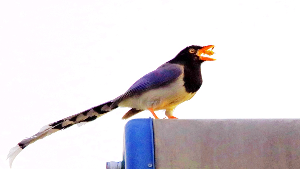 IMG_0482_副本.jpg