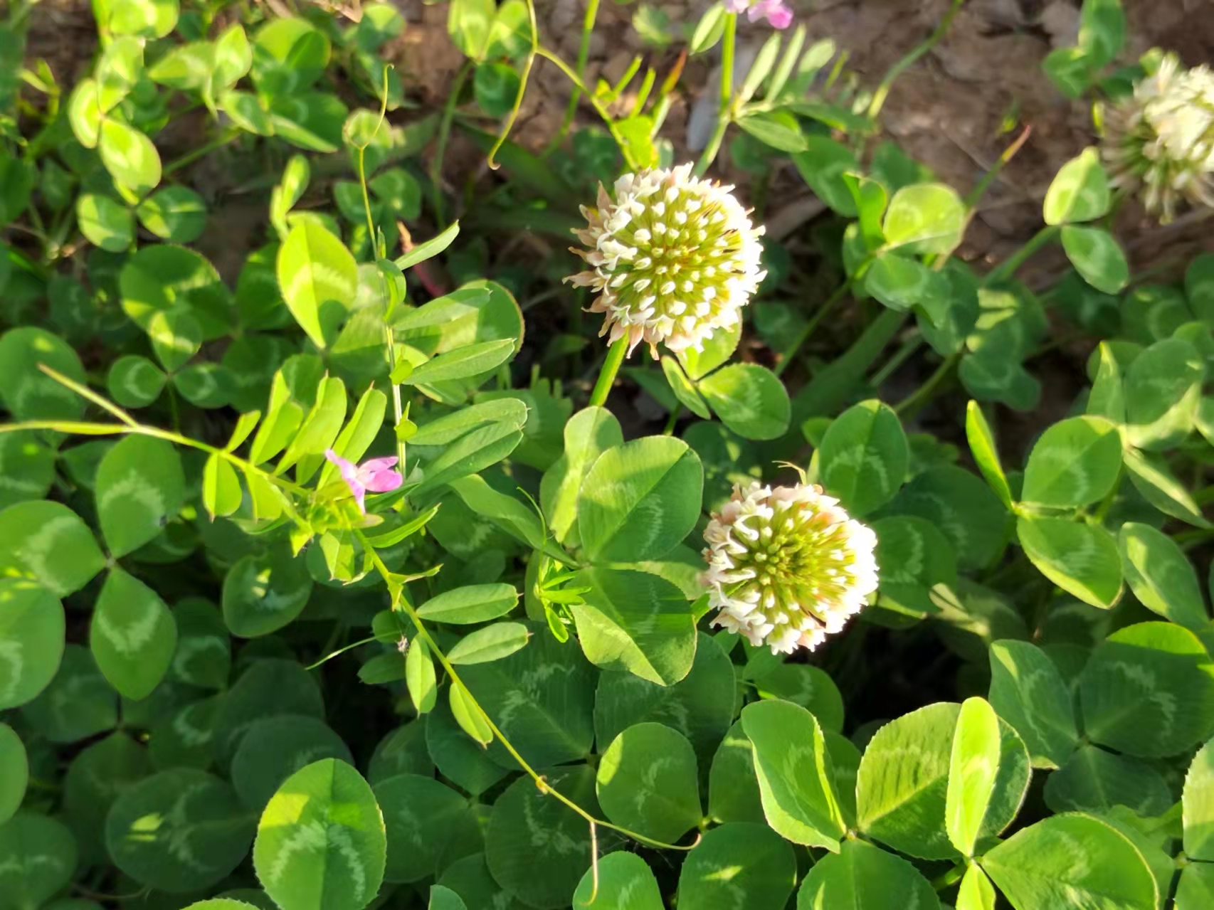 2022年清明节拍摄于马鞍山慈湖河