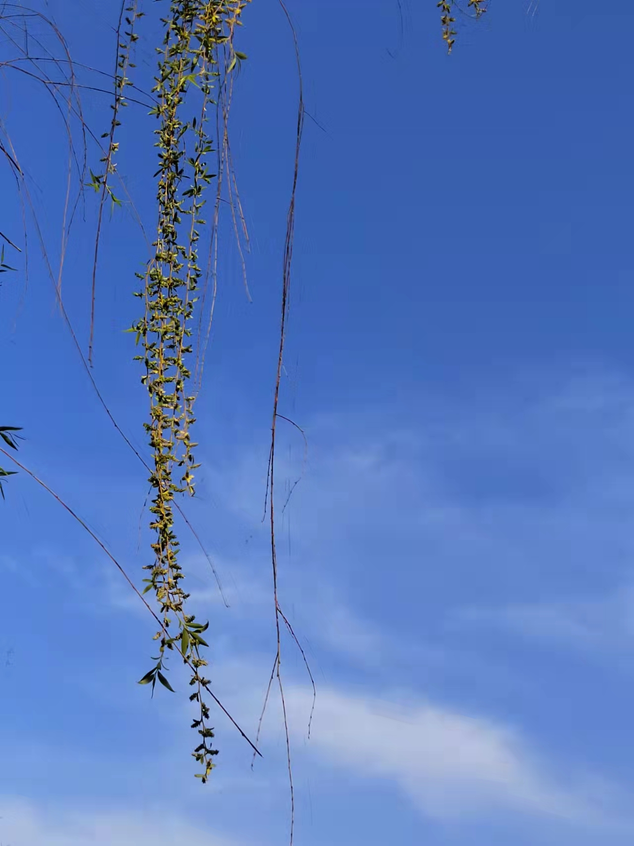 2022年清明节拍摄于马鞍山慈湖河