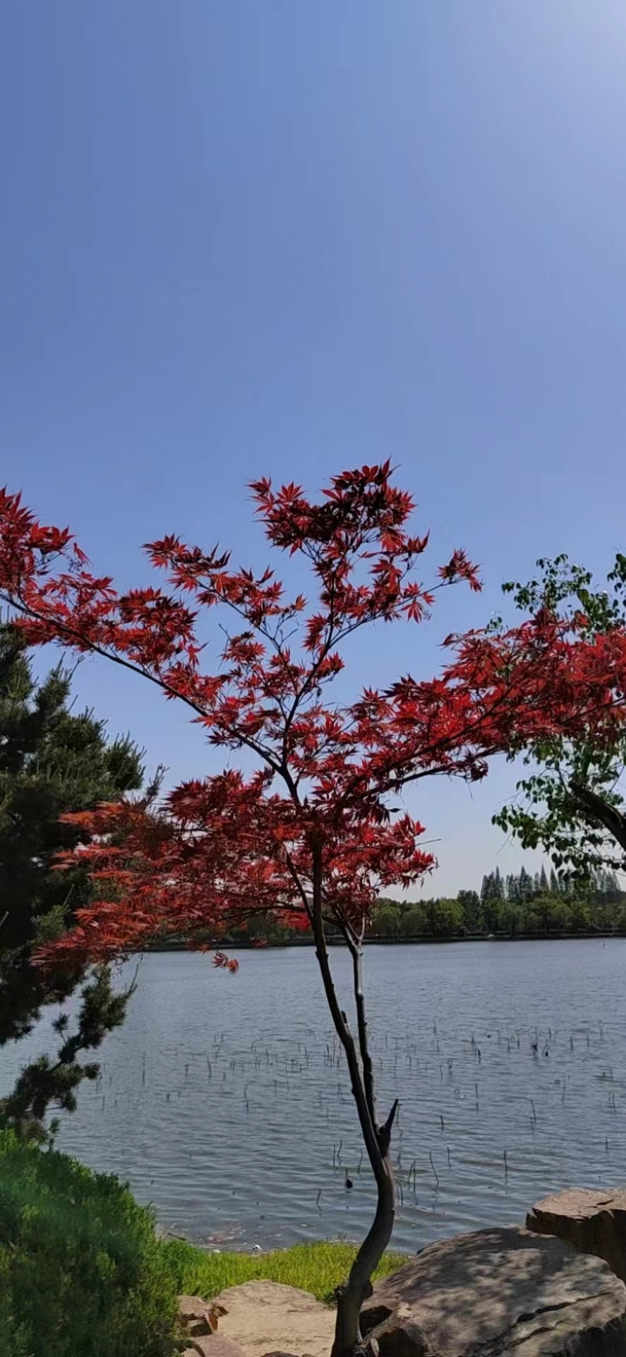 拍摄于2022年4月马鞍山雨山湖