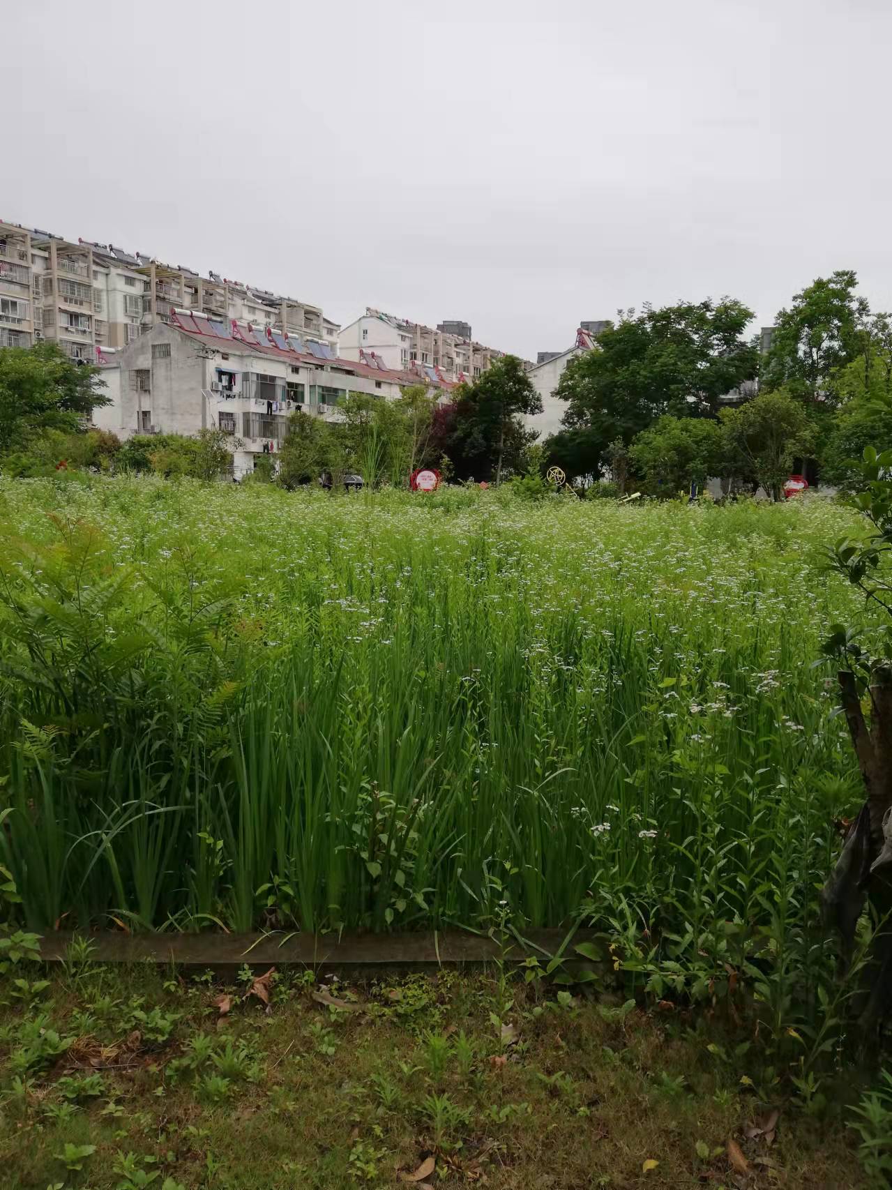 城边好风景。