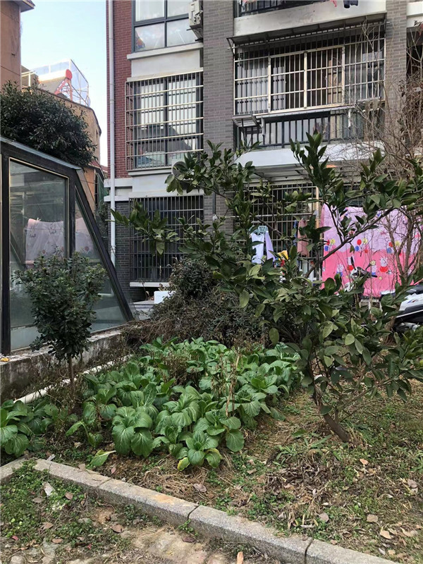 毁绿种菜.png