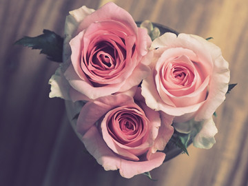 roses-g76d27fe09_1920.jpg