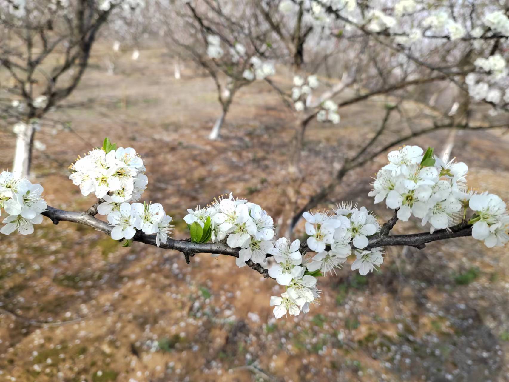杏花.jpg