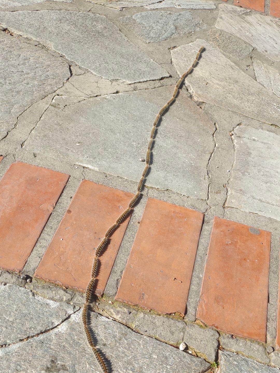 167870413489242571.jpeg