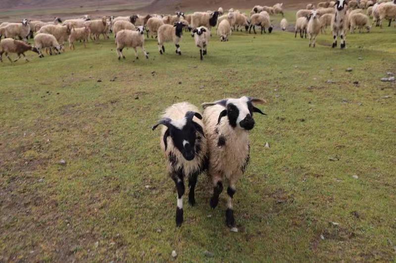 西藏羊群