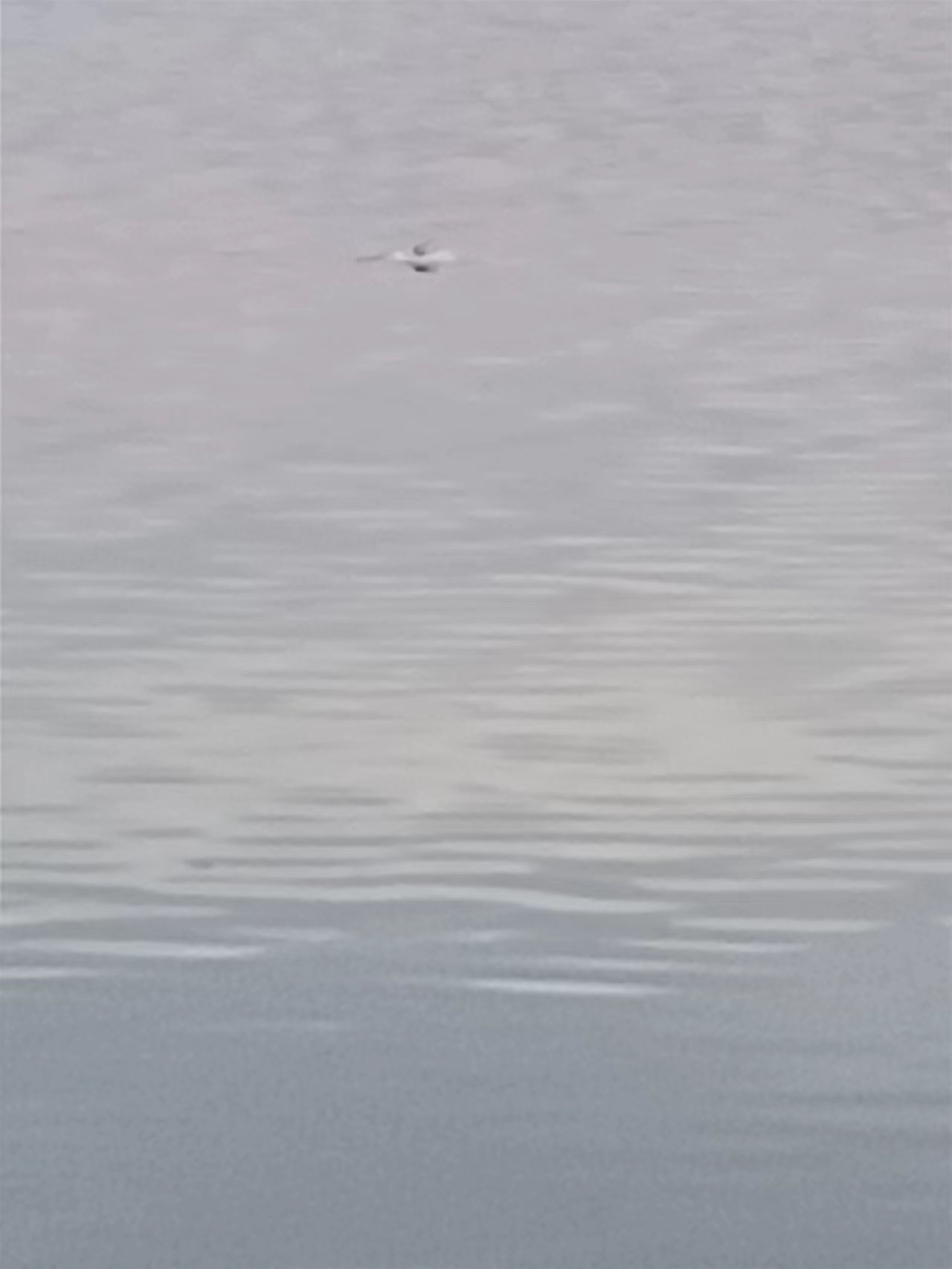 ca6782604e0cada3bf3539bb1361c79.jpg