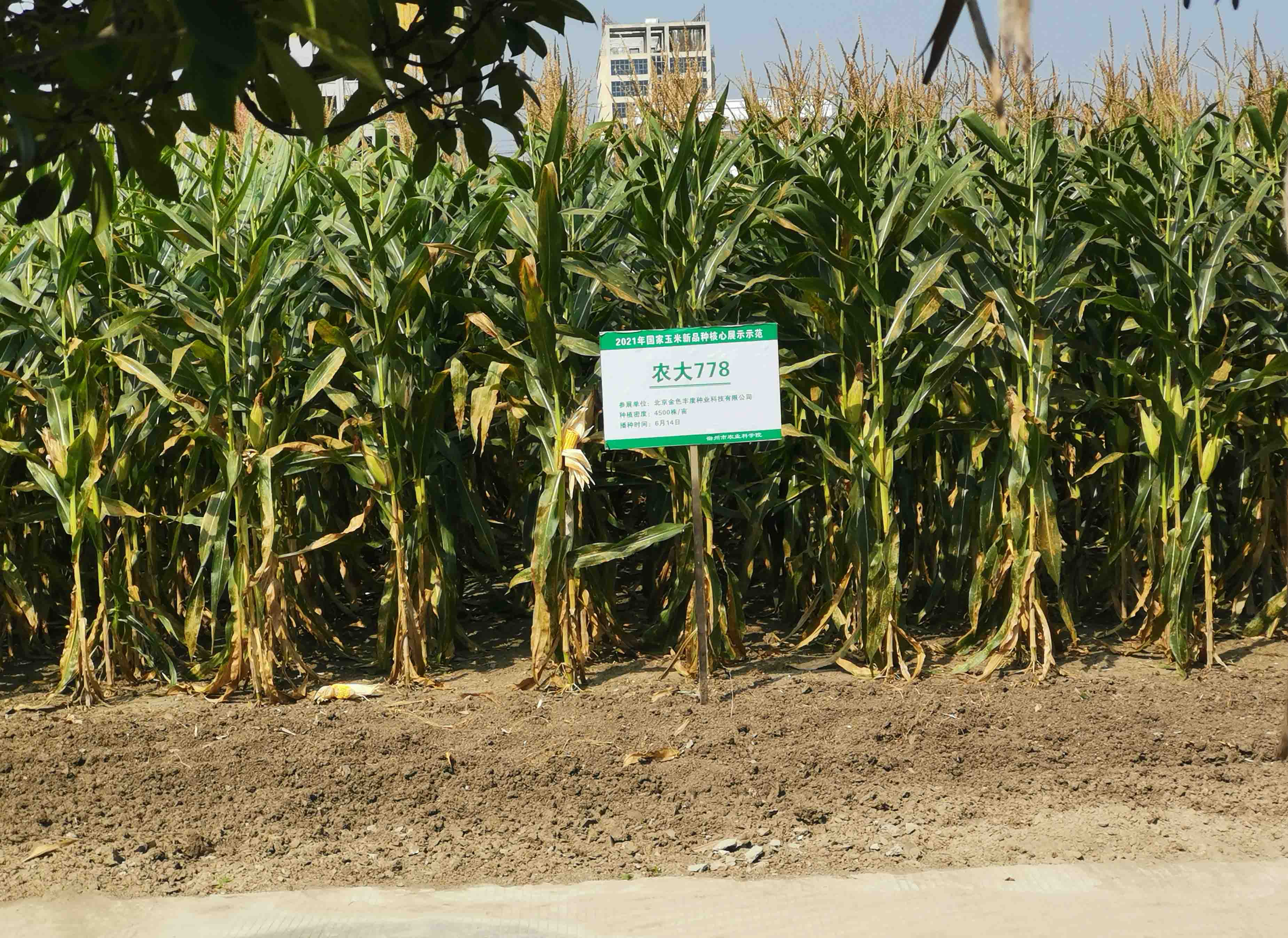 新玉米品种