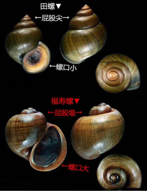 田螺和福寿螺的外观区别