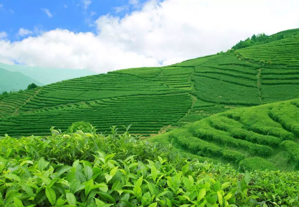 茶叶.jpg