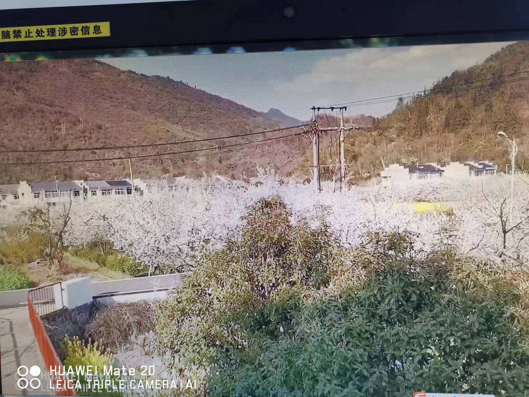 石桥步李花