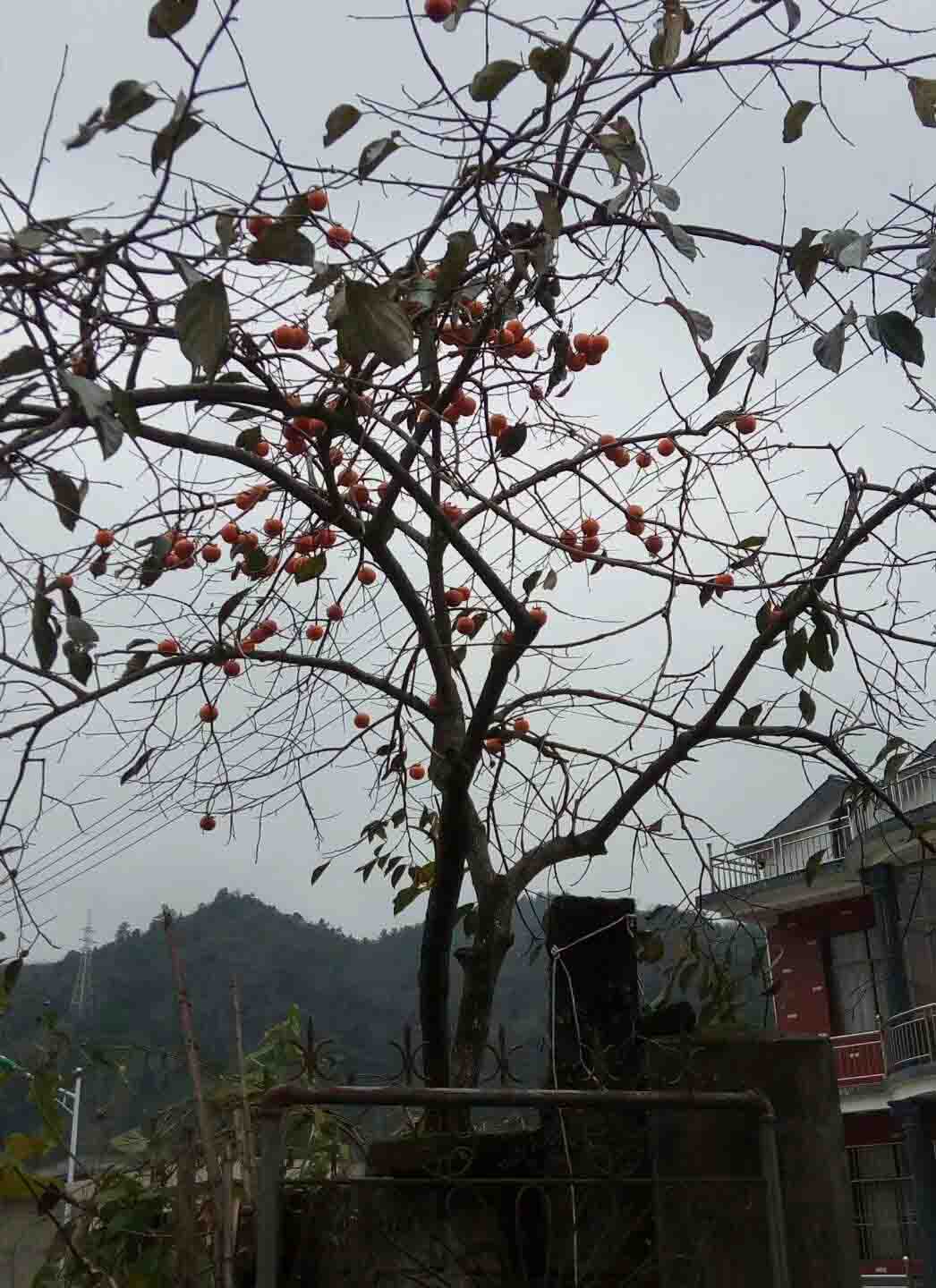 老屋门前柿子树
