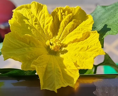 丝瓜花.jpg