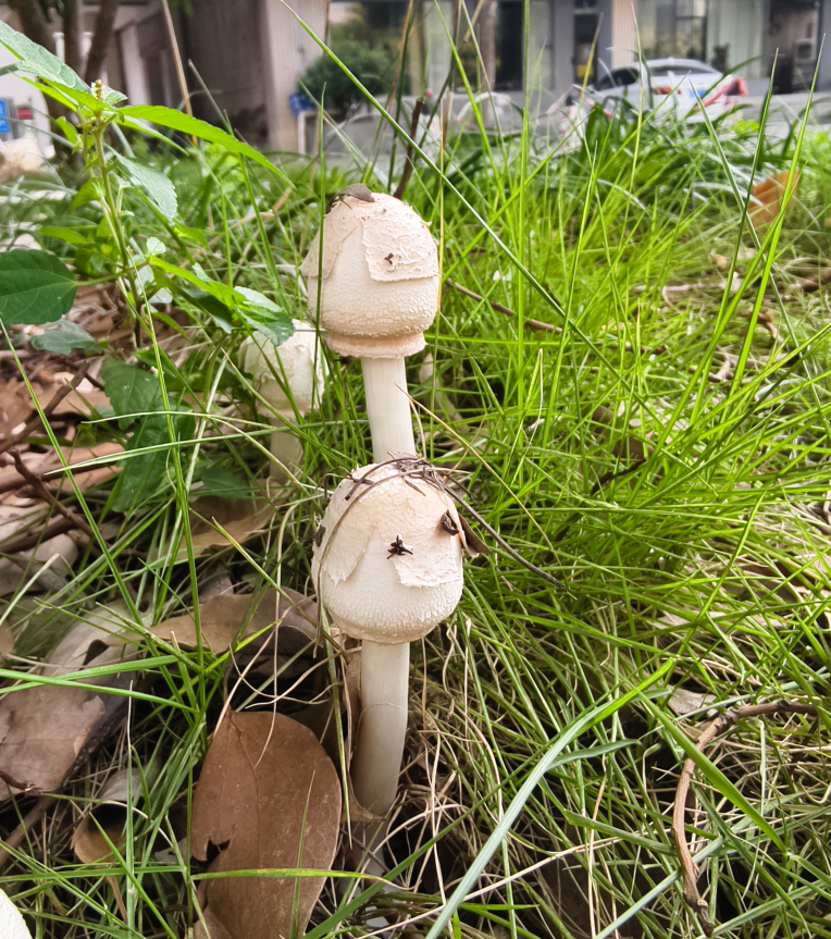 刚刚露头的白蘑菇