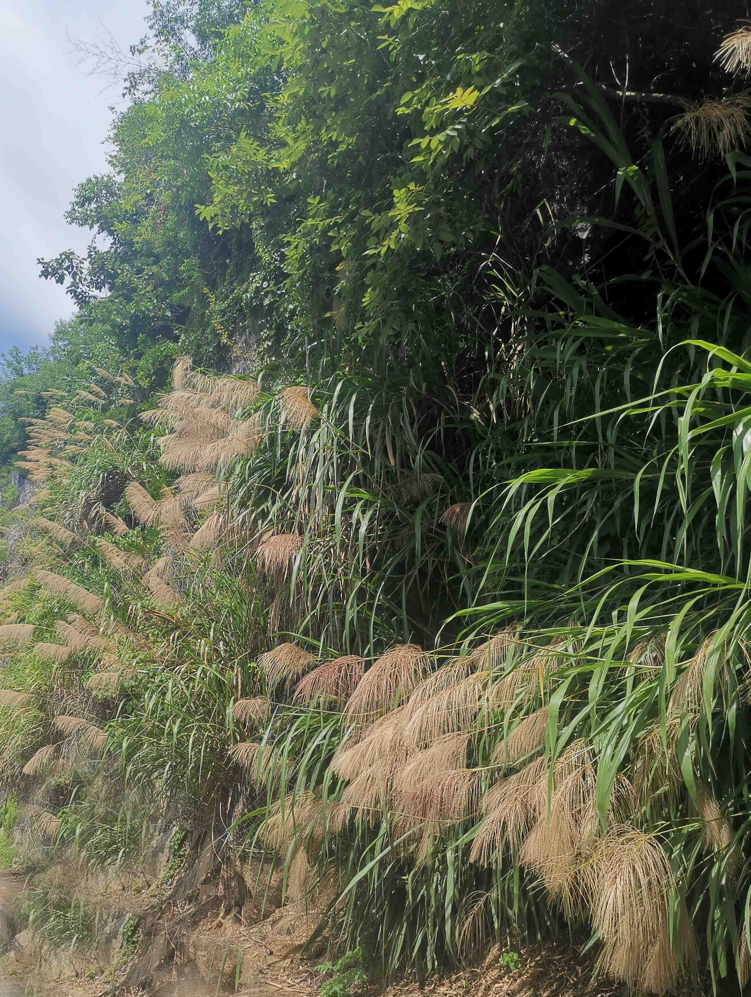 山上巴茅
