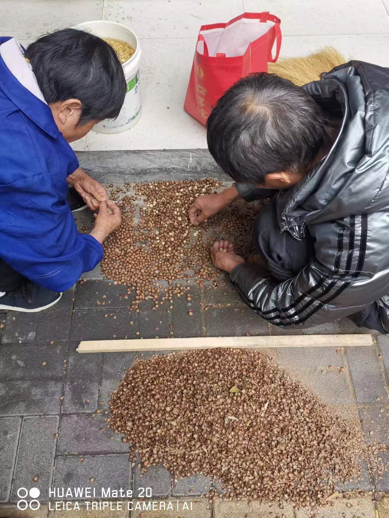 槠栗子