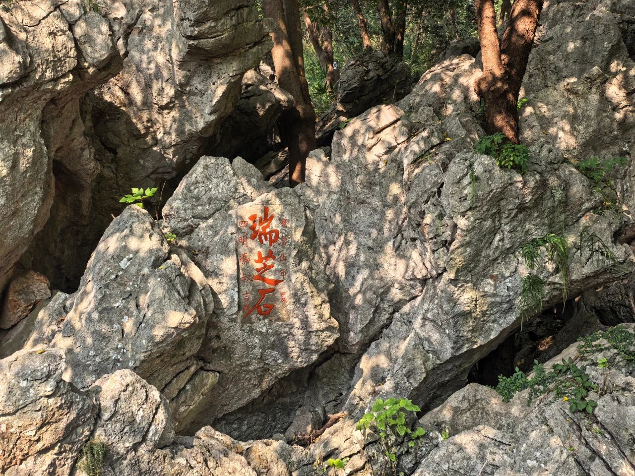 瑞芝石.jpg