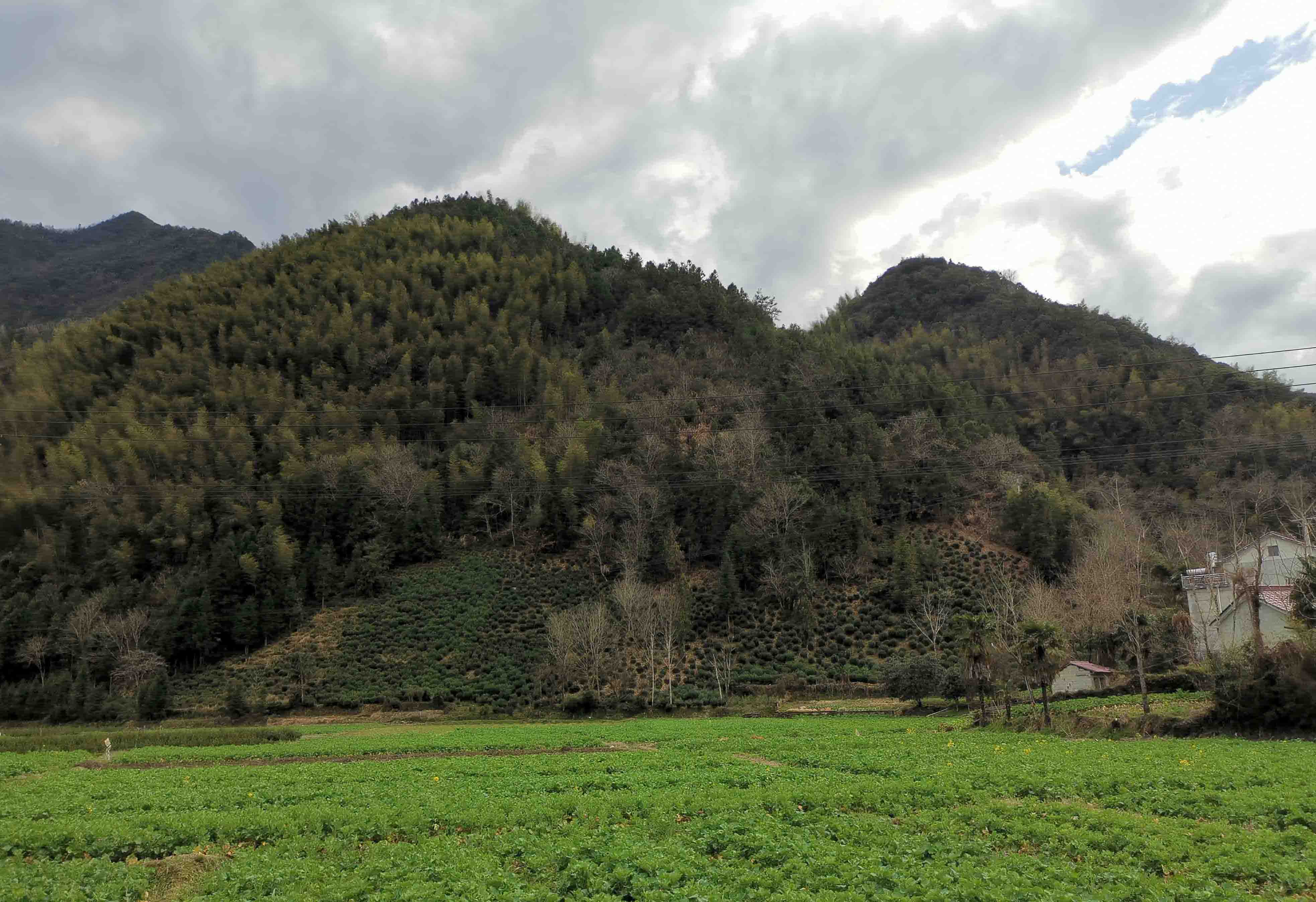 远望大柏树和大菜园