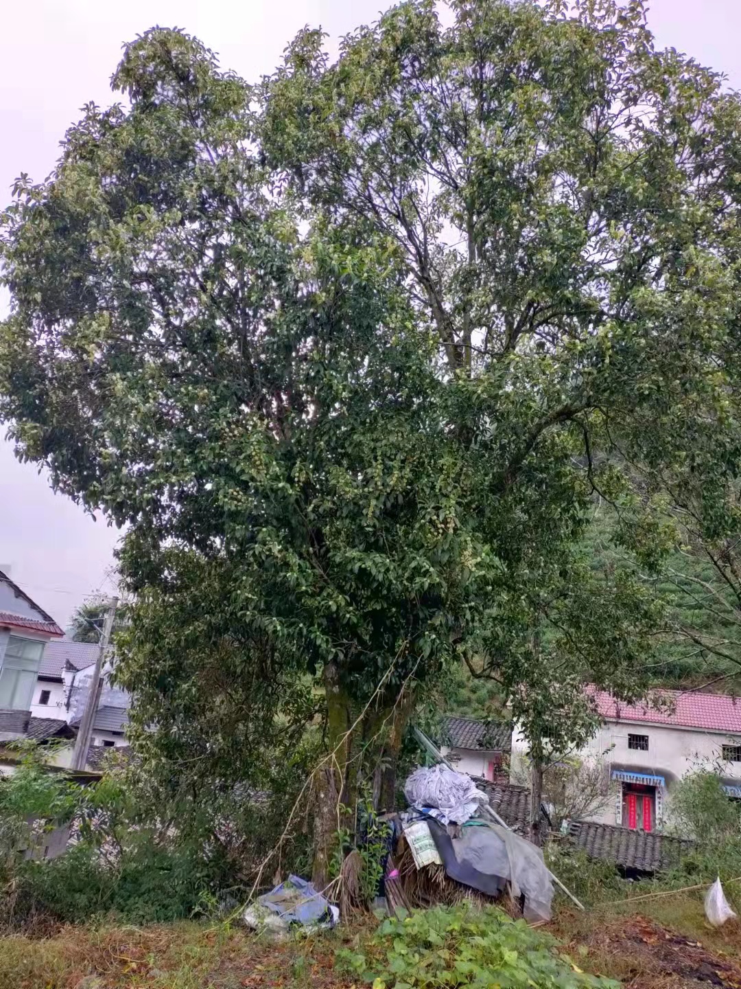 陈田背屋桂花树