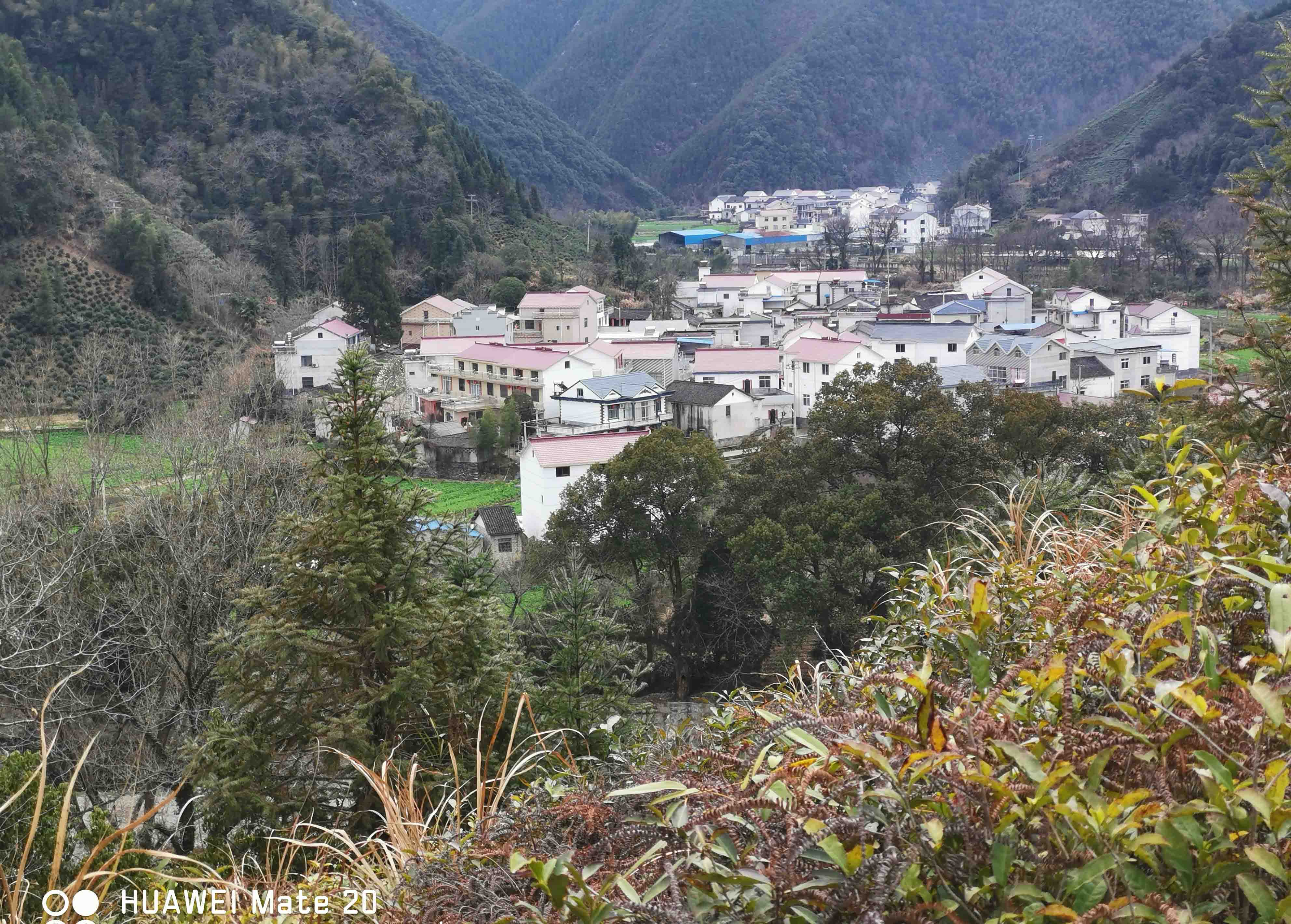 陈田村庄和柏树