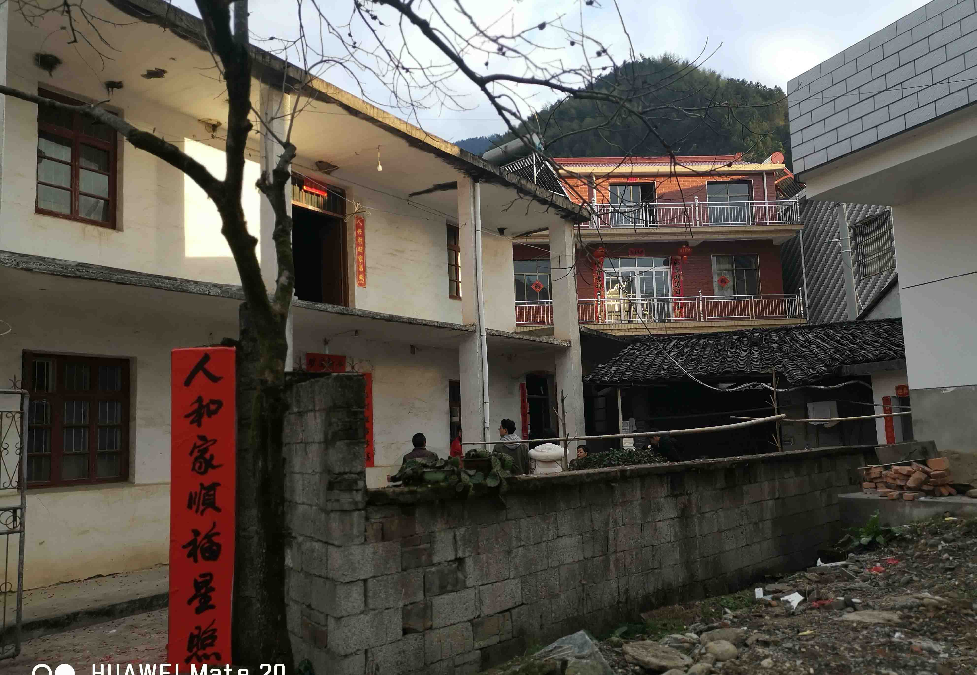 有棵柿子树老屋