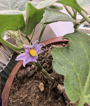 茄子花.jpg