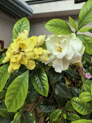 栀子花.jpg