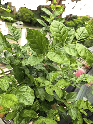 茉莉花.jpg