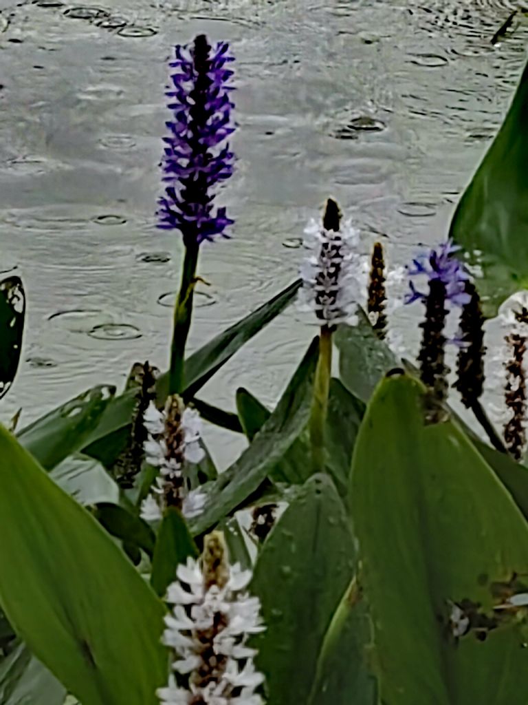 20260621045034front2_0_198517_FqrlOg0KYIfKxgJL8kYEGpt__c7b.jpg
