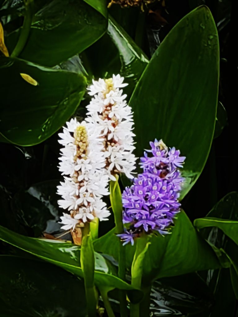 20260621045034front2_0_198517_FotlUnaN7hJo111UVjiePp1xcEM0.jpg