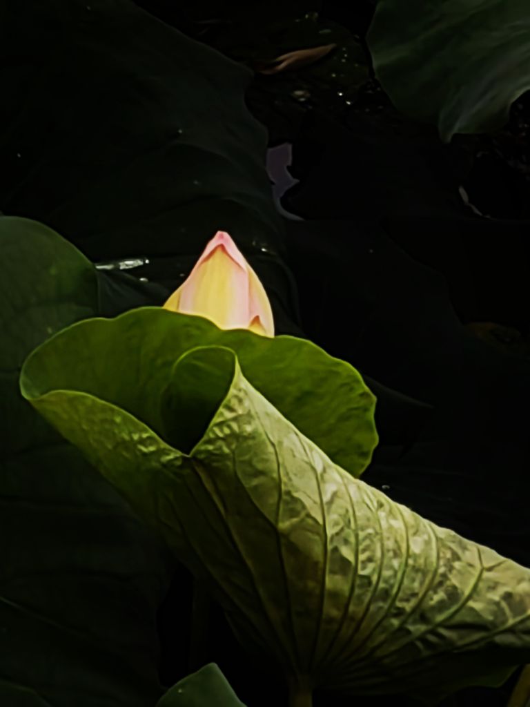 20260622053249front2_0_198517_FgGv5_lbc_k1dMpWRniHiNS6k5ZF.jpg