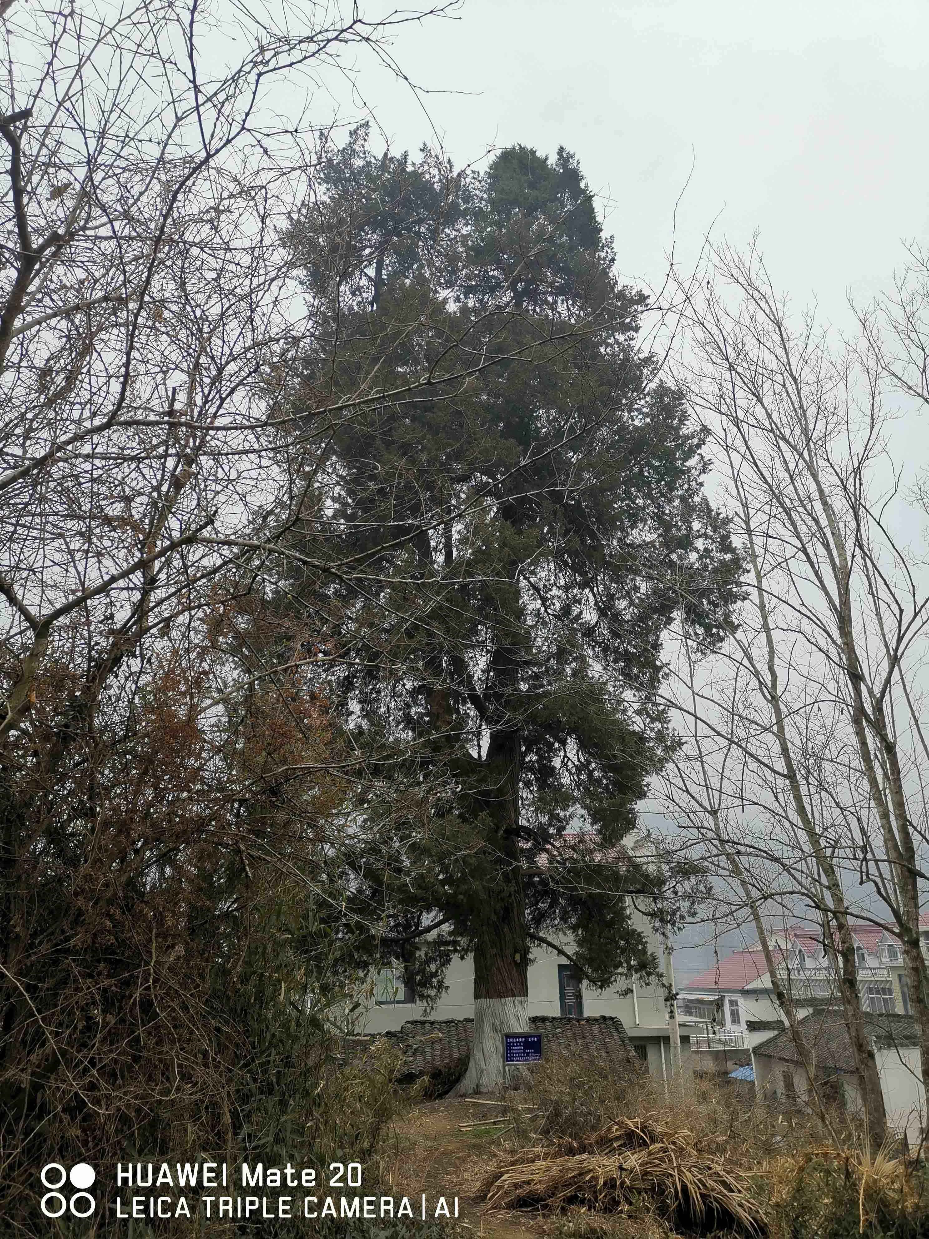大柏树