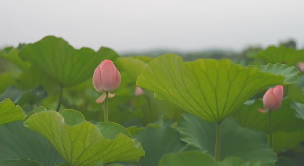 微信图片_2026-06-30_105013_921.jpg