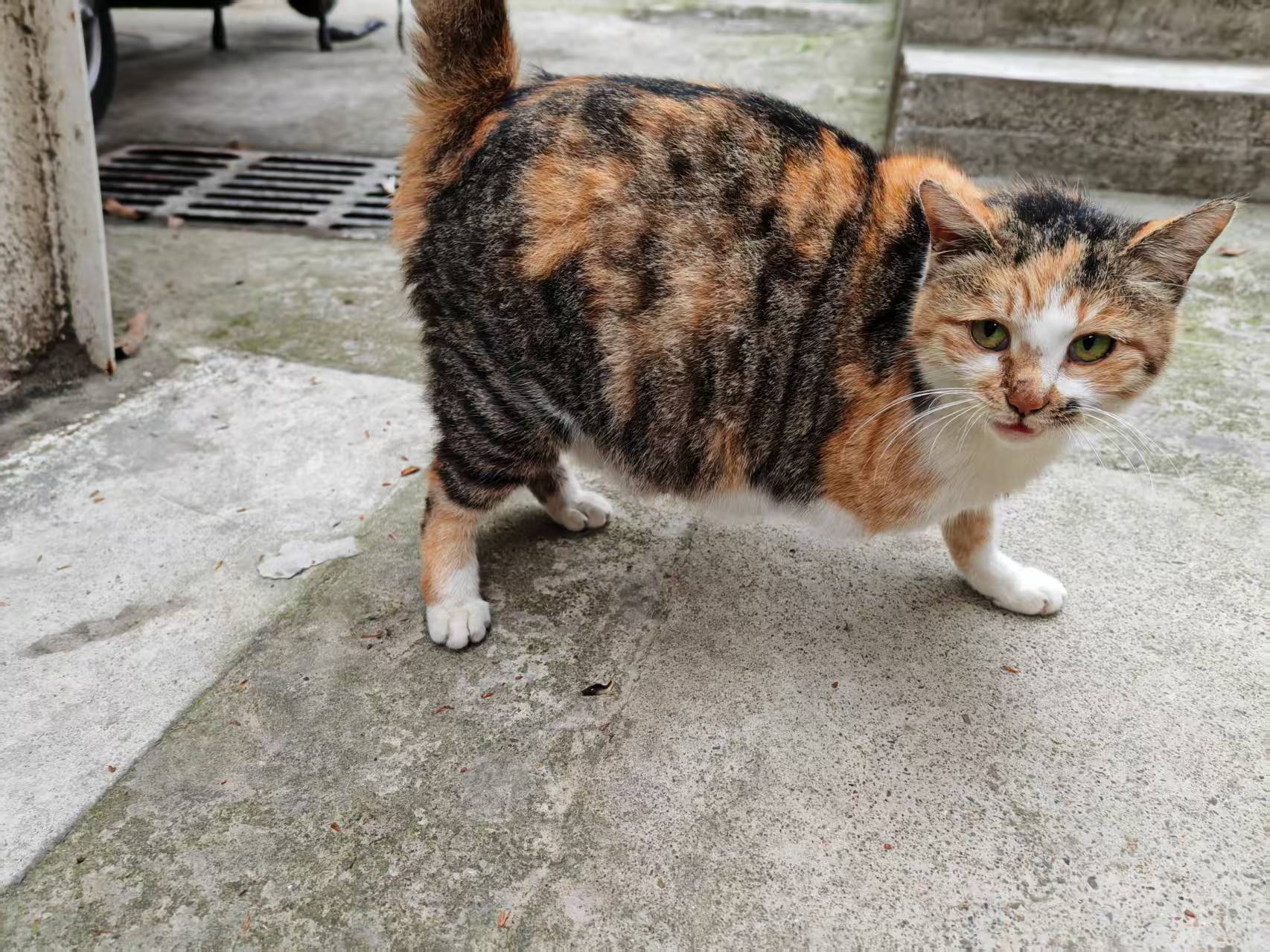 这是猫妈妈