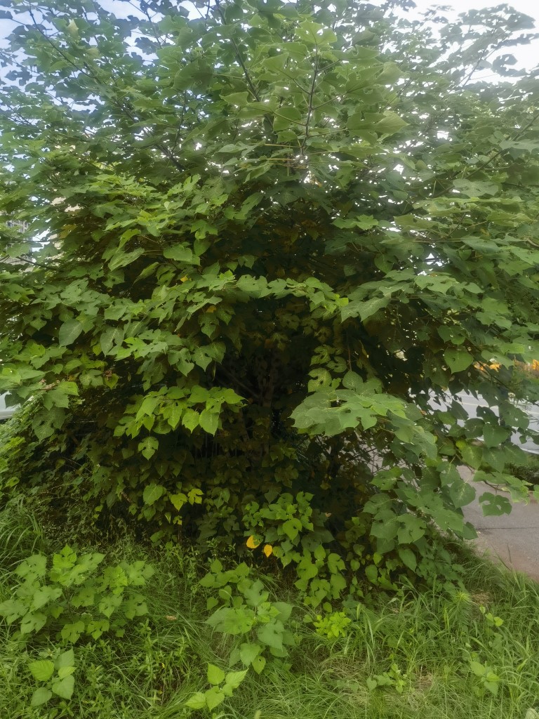 20260726105858front2_0_74334_FraNDv1d676Iz_qqtMZ_cm-tJ1e_.jpg