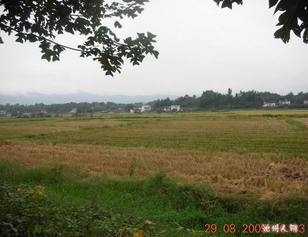 真实的农田风景