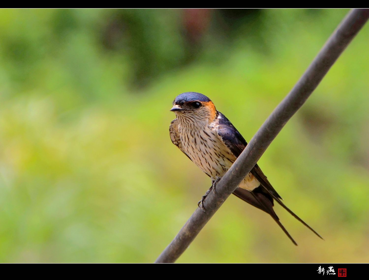 新燕- 美的印象 - 池州人论坛 - chizhouren.com