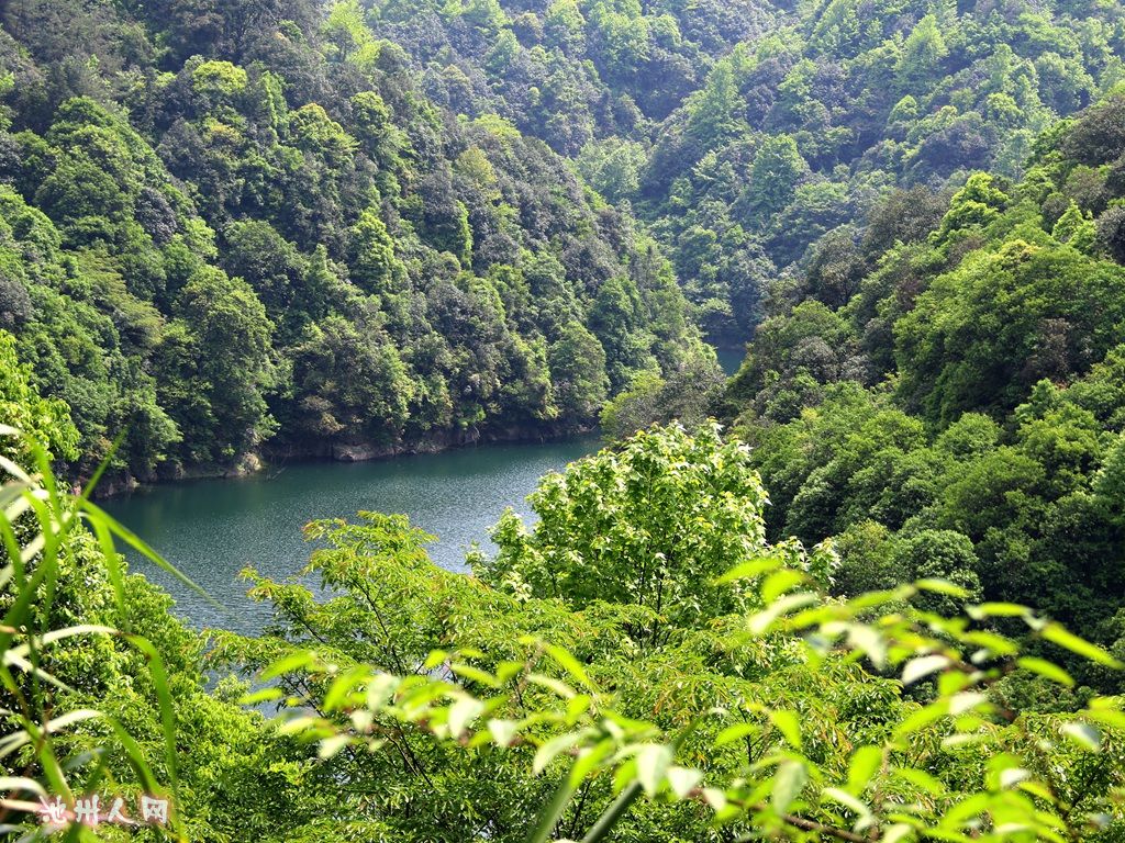 新茶季——看霄坑大峡谷风光 