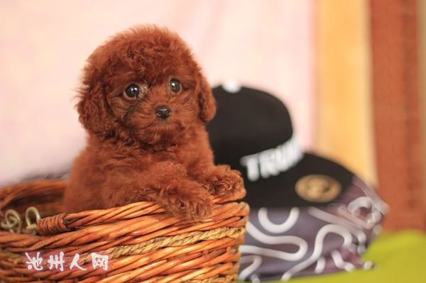 纯种茶杯体泰迪犬 成犬肩高不超18厘米体重不超3斤
