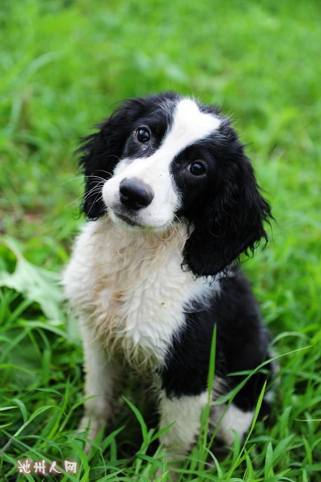 工作犬高智商史宾格宝宝出售