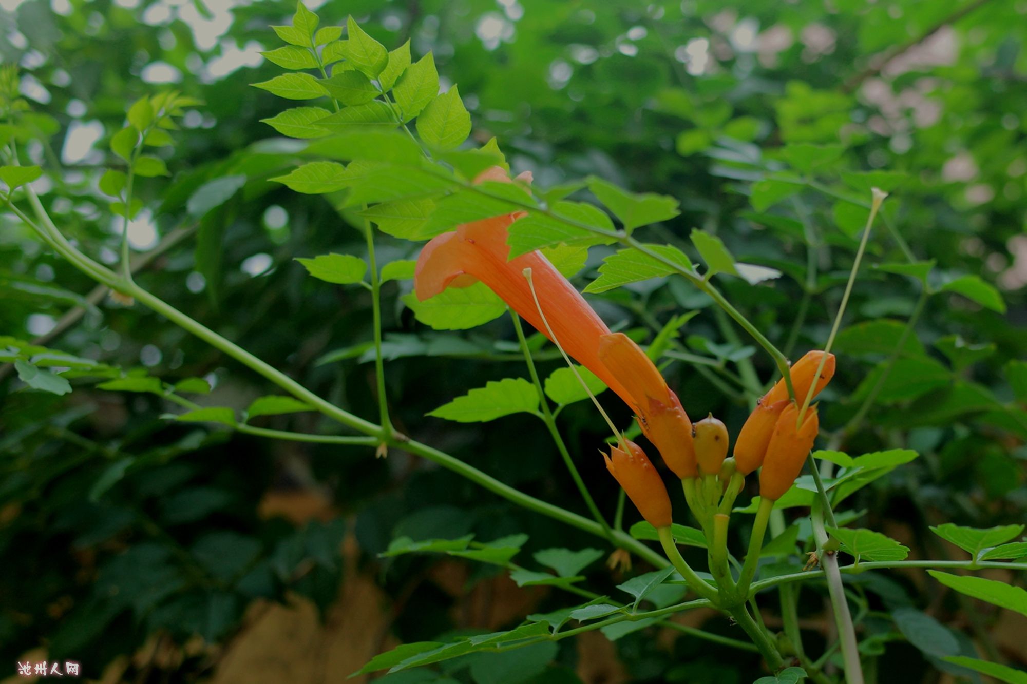 【走马观花】硬骨凌霄花亦俏