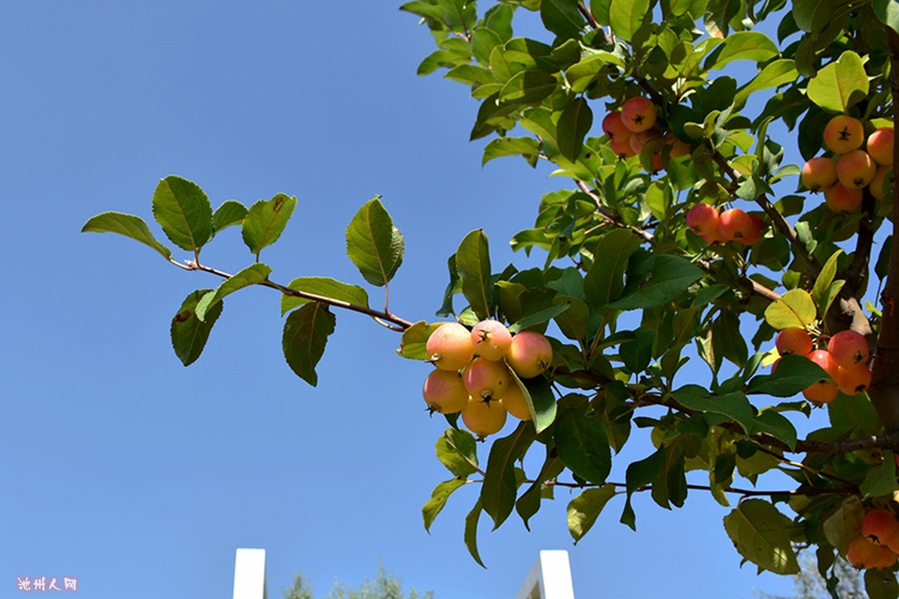 69 美的印象 69 【走马观花】酸甜香脆的海棠果 西府海棠的果实