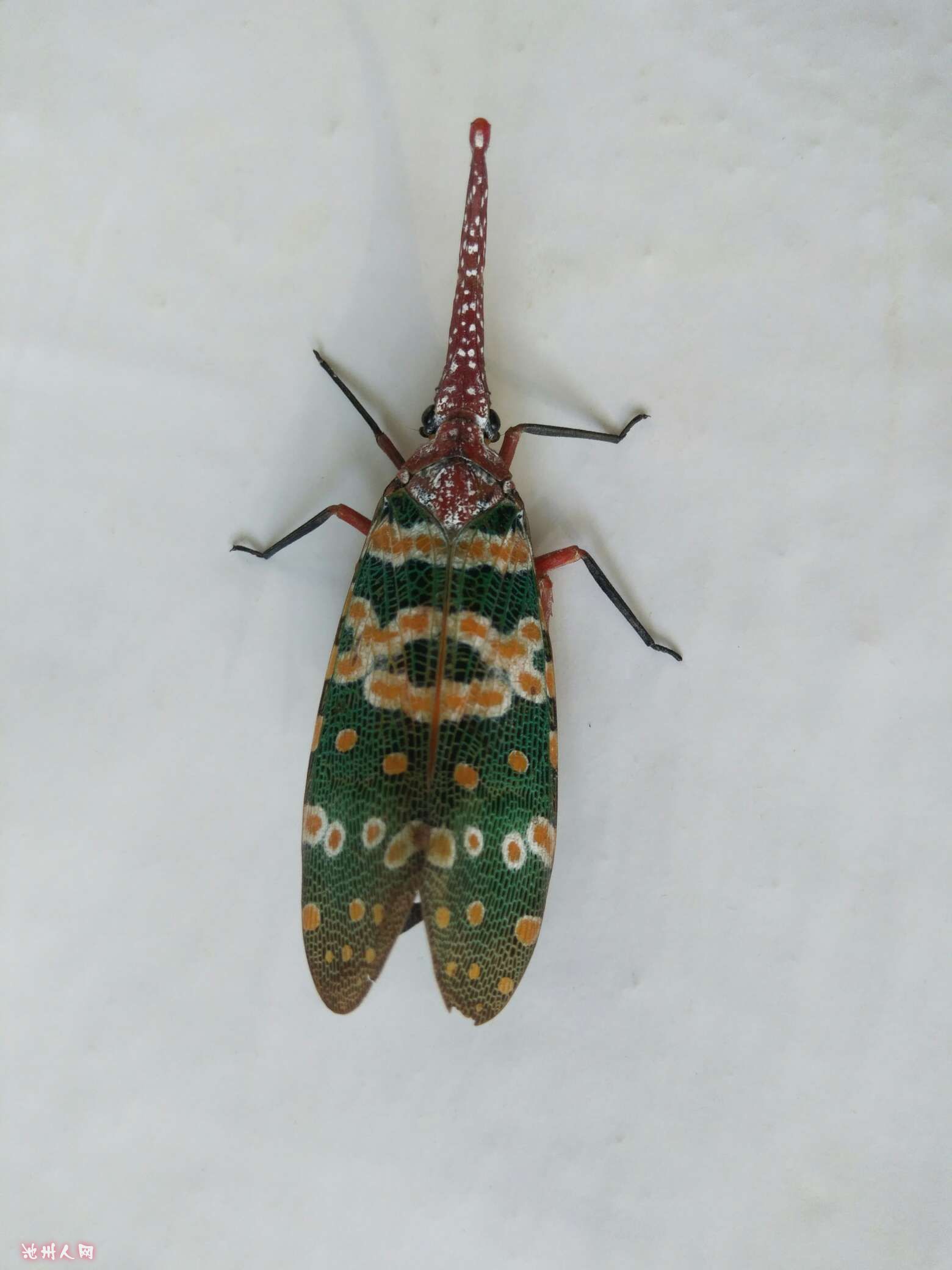 龙眼鸡