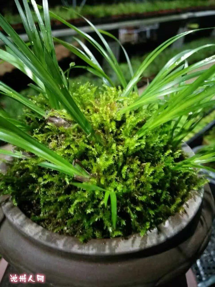 野生石菖蒲!