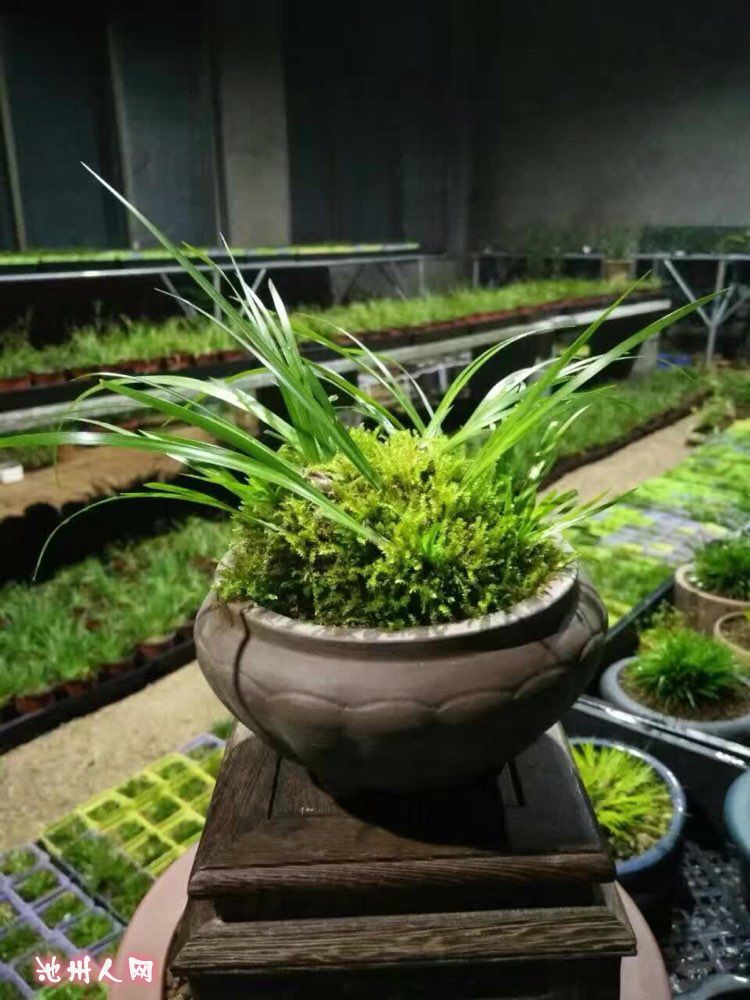 野生石菖蒲