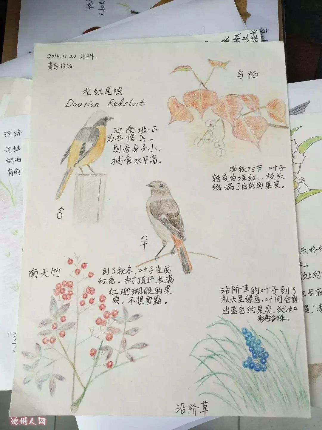 鸟类自然笔记大赛图片