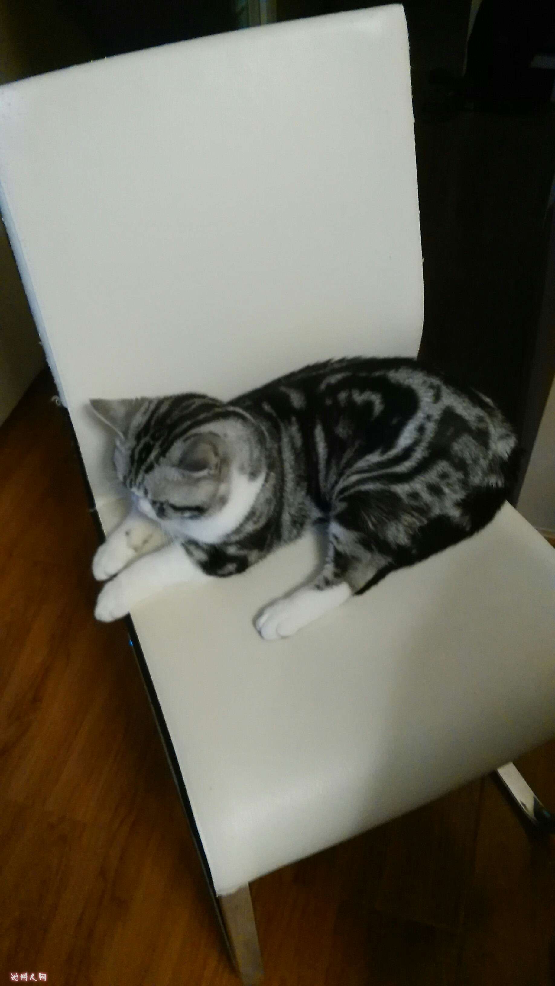 儿子家养的两只麻猫