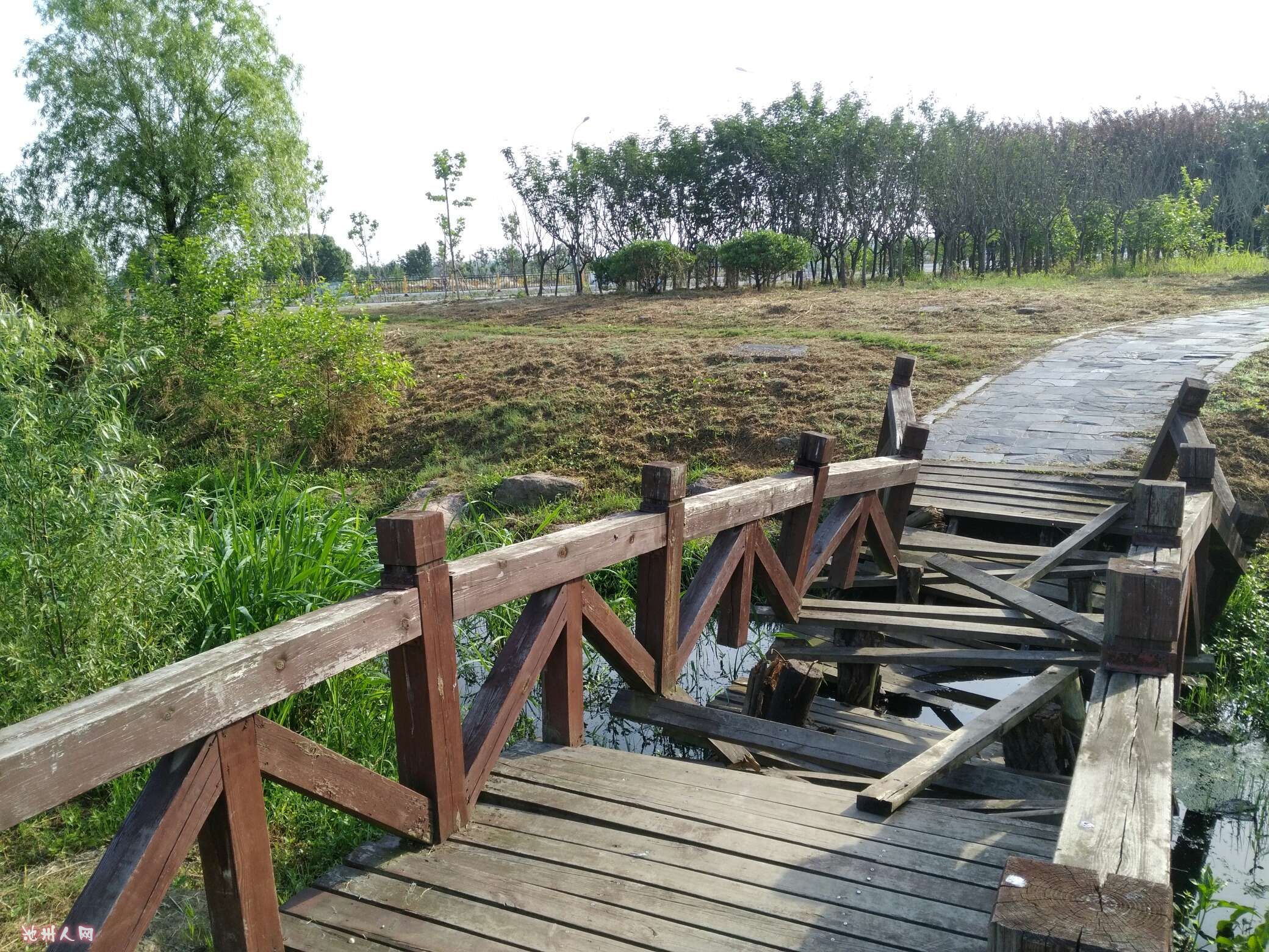 人民东路齐山湿地公园里一处木桥已腐坏有安全隐患