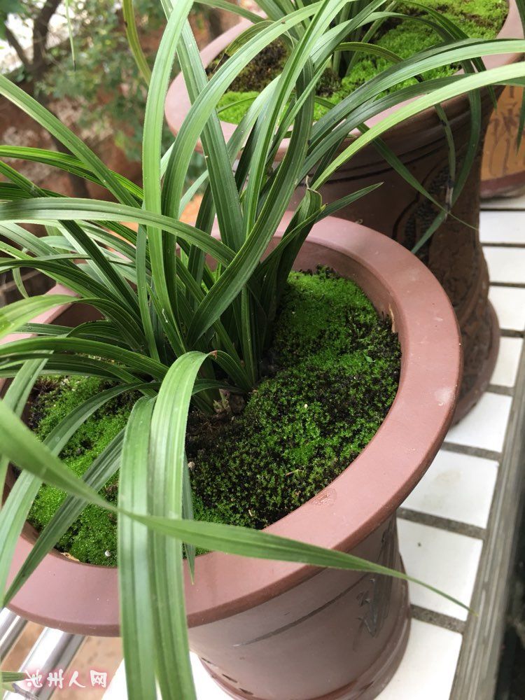 雨后的小盆兰花