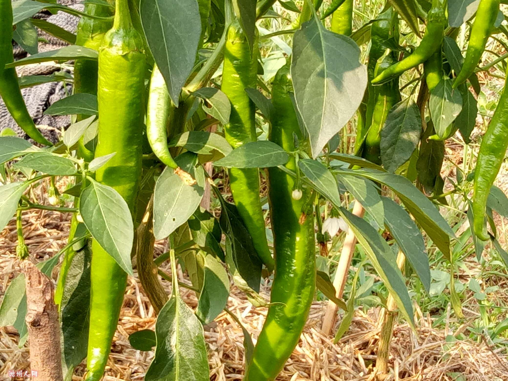 时令蔬菜人人都爱